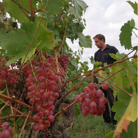 Innocent Dove (7427302260929) (7608119918785)